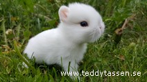Teddytassens Saga (st) (musörad)